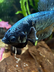 Betta Plakat Cooper Yellow