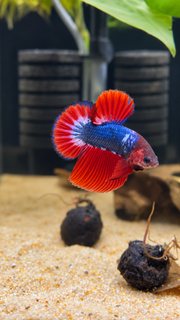 Betta Halfmoon Plakat Patriot