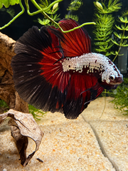 Betta Halfmoon Samouraï Black Vampire