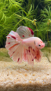 Betta Halfmoon Vanda