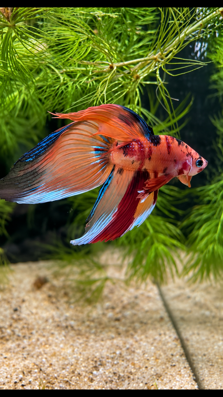 Betta mâle Veiltail Nemo Galaxy