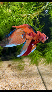 Betta mâle Veiltail Nemo Galaxy