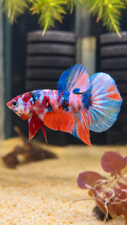 Betta Plakat Candy