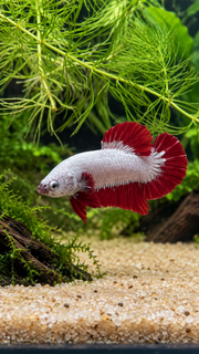 Betta Plakat Dragon Red