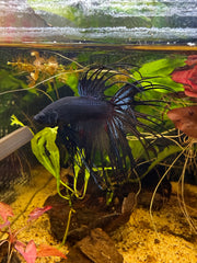 Betta Crowntail Black Orchid
