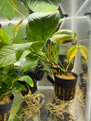 Anubia heterophylla