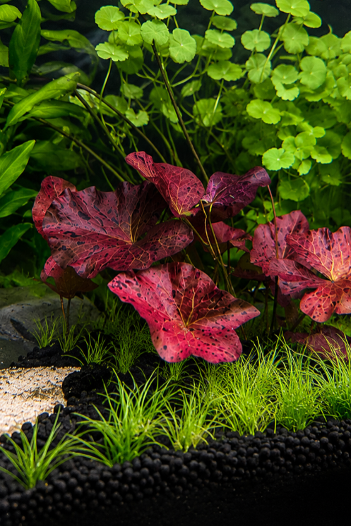 Nymphaea zenkeri Red – Lotus tigré rouge