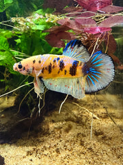 Betta Plakat Yellow Galaxy