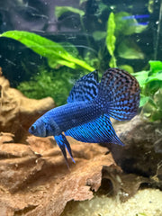Betta Alien blue