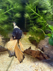 Betta Halfmoon mustard gas