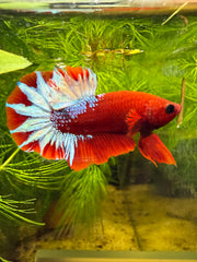 Betta Plakat Red Hellboy