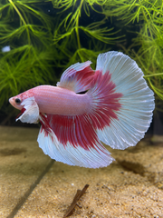 Betta Halfmoon Dumbo Pink Butterfly