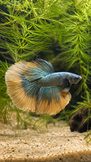 Betta  Halfmoon Copper Mustard