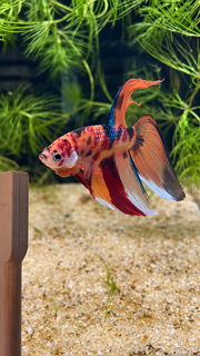 Betta mâle Veiltail Nemo Galaxy