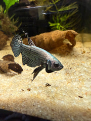 Betta Alien Cooper **