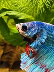 Betta Halfmoon Rosetail Blue
