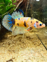 Betta Plakat Yellow Galaxy