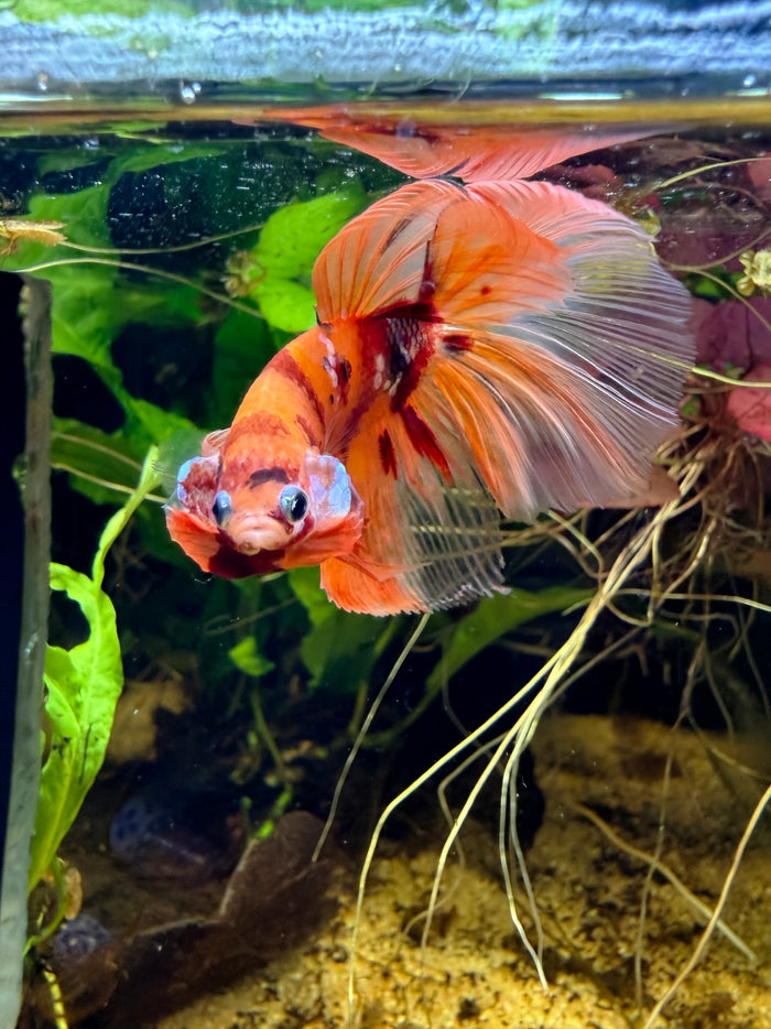 Betta Halfmoon Nemo Koi Galaxy