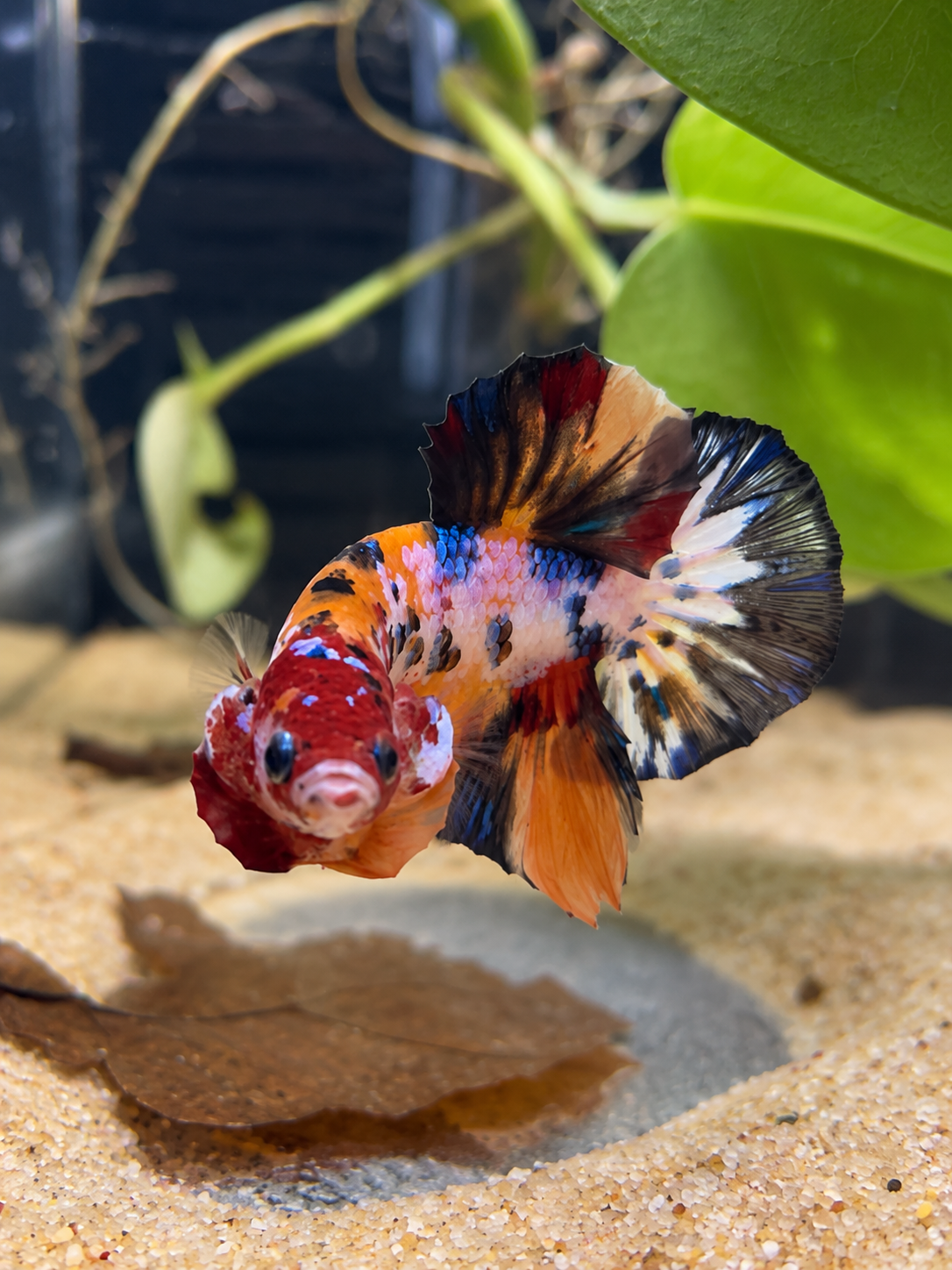 Betta  Plakat Nemo Candy