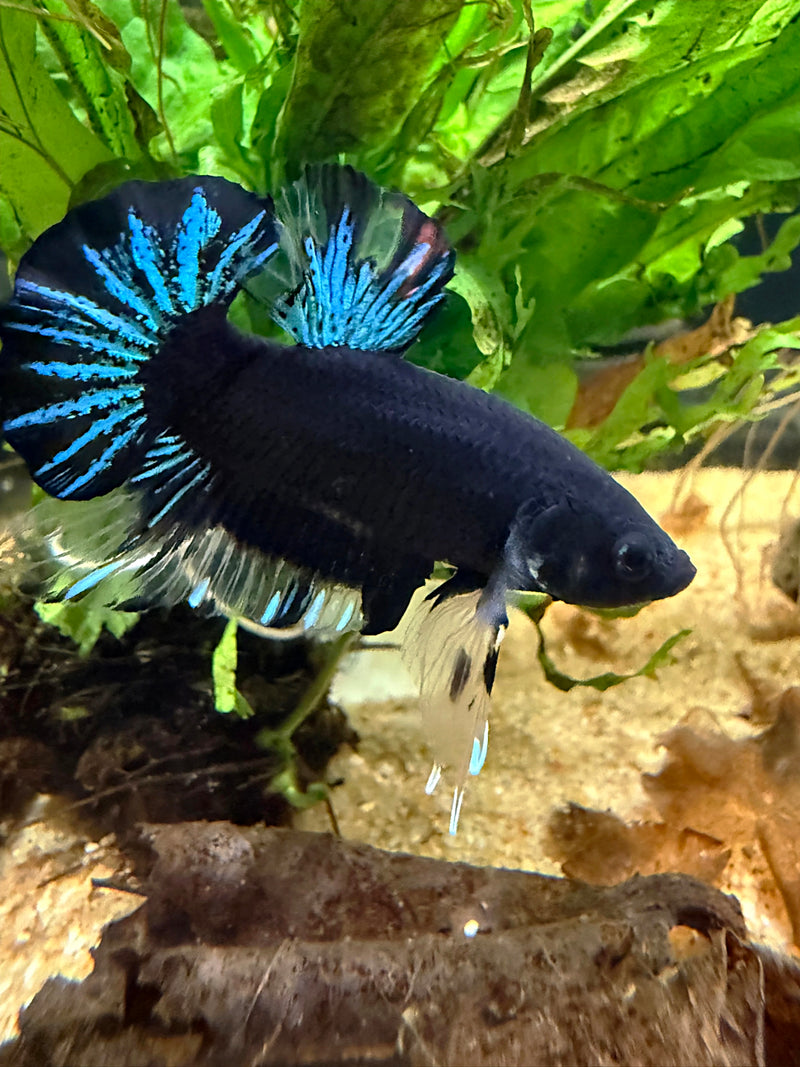 Betta Plakat Avatar