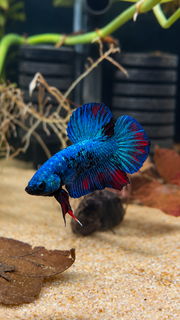 Betta Plakat Avatar