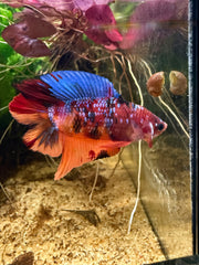 Betta Plakat Double Tail Nemo Galaxy