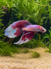 Betta  Veiltail Pink Butterfly