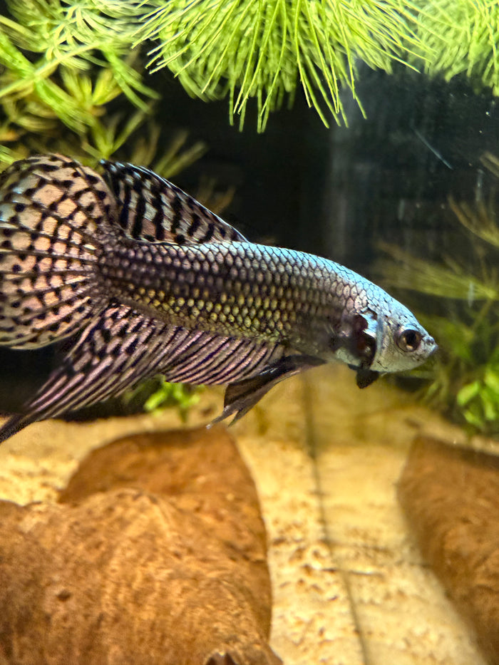 Betta Alien Cooper **