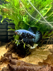 Betta Plakat Samouraï blue *