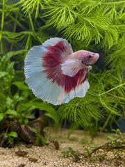 Betta Halfmoon Dumbo Pink Butterfly