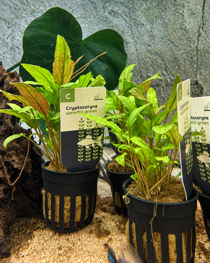 Cryptocoryne wendtii ‘Green’