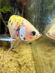 Betta Plakat Yellow Galaxy
