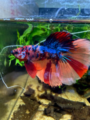 Betta Halfmoon Nemo Galaxy