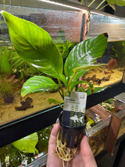 Anubia heterophylla