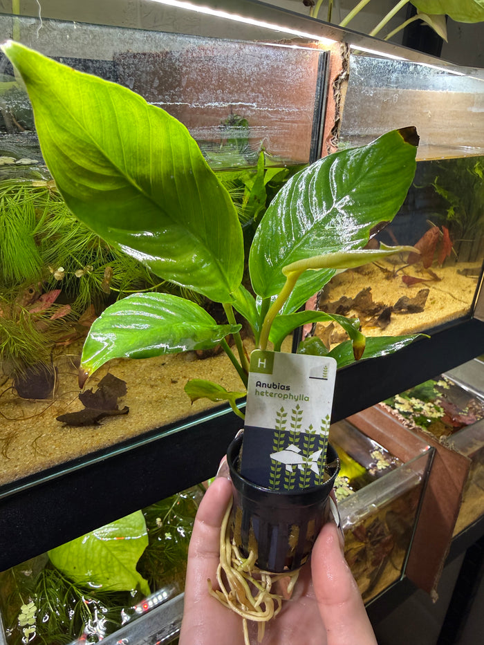 Anubia heterophylla