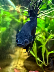 Betta Crowntail Black Orchid
