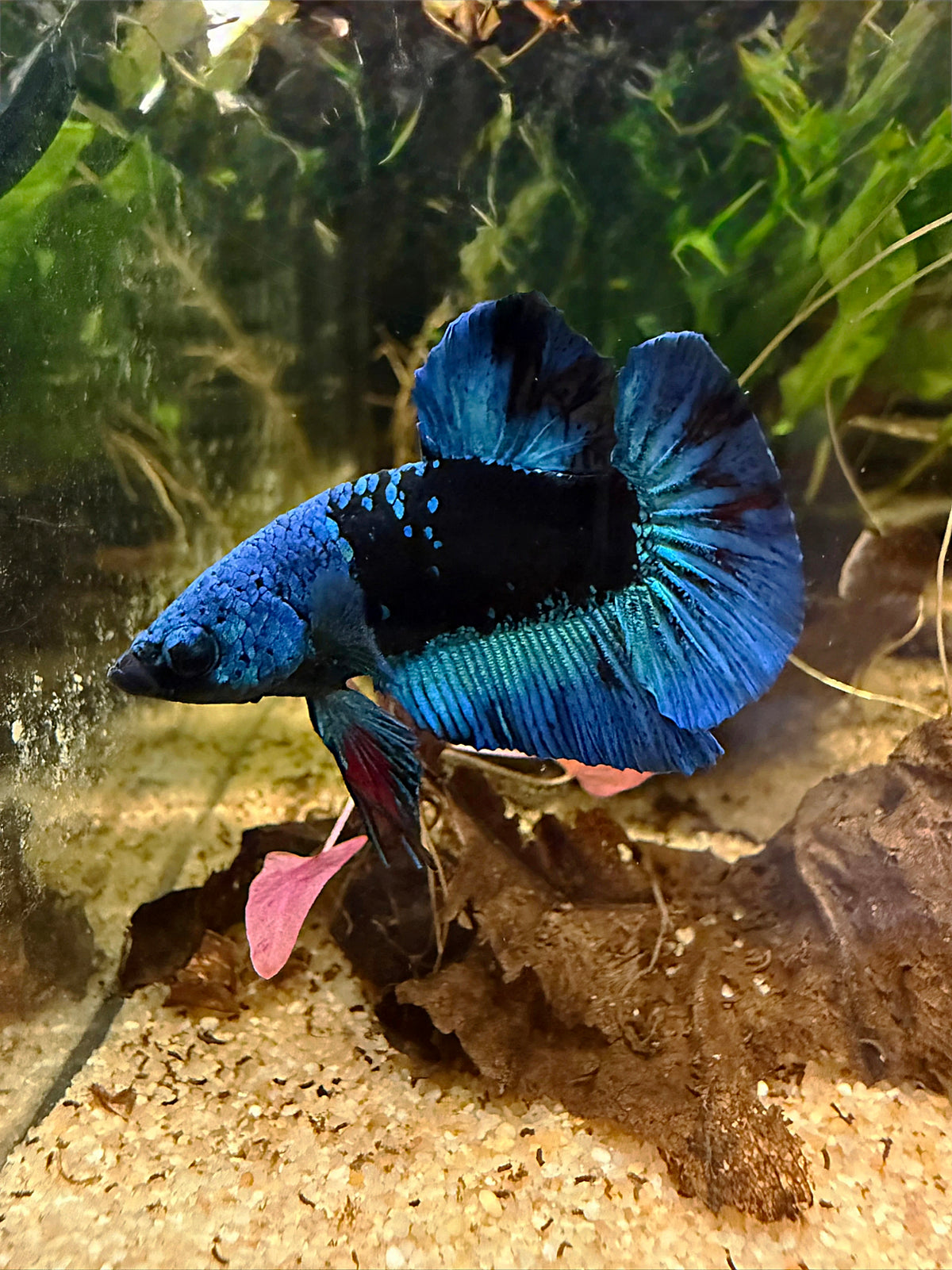 Betta Plakat Avatar
