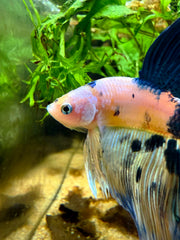 Betta Halfmoon Yellow Galaxy