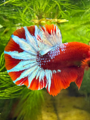 Betta Plakat Red Hellboy