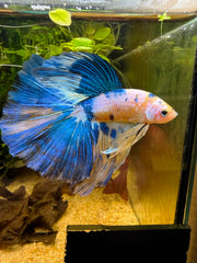 Betta Halfmoon Yellow Galaxy