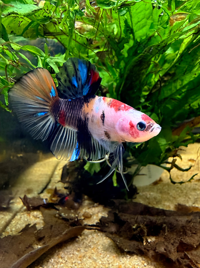 Betta Plakat Nemo Koi Galaxy