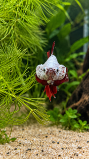 Betta Plakat Dragon Red