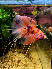 Betta Halfmoon Nemo Koi Galaxy