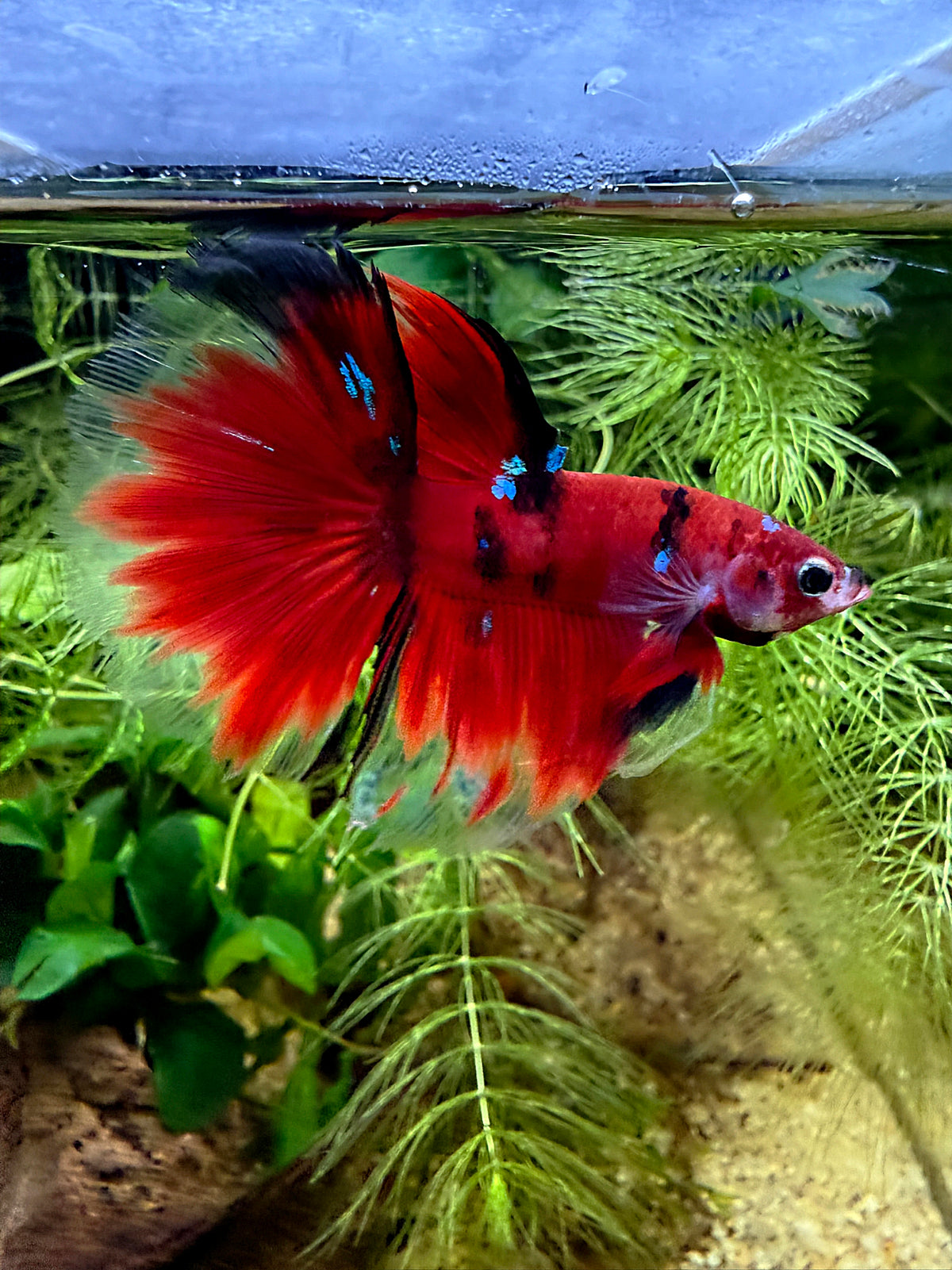 Betta Halfmoon red koi galaxy