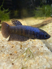 Femelle Alien blue