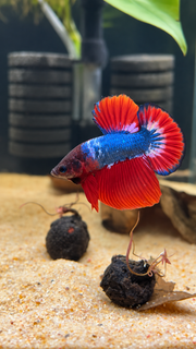 Betta Halfmoon Plakat Patriot