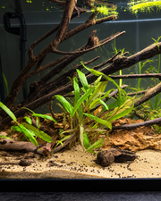 Cryptocoryne wendtii ‘Green’