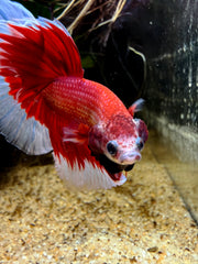Betta Halfmoon Red Butterfly