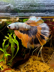 Betta Halfmoon Fancy Yellow Cooper