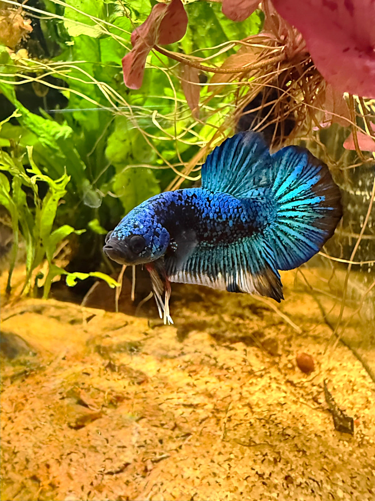 Betta Plakat Avatar Gordon